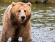 big brown bear water