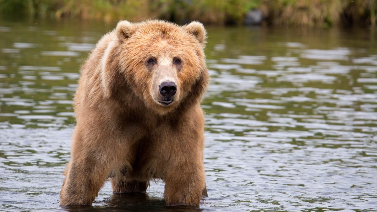big brown bear water big brown bear water