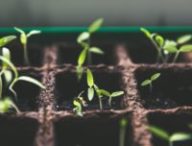 plantes