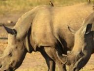 rhinoceros