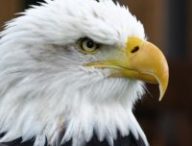 aigle