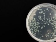bacterie
