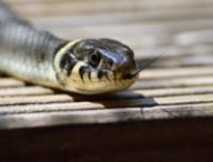 serpent