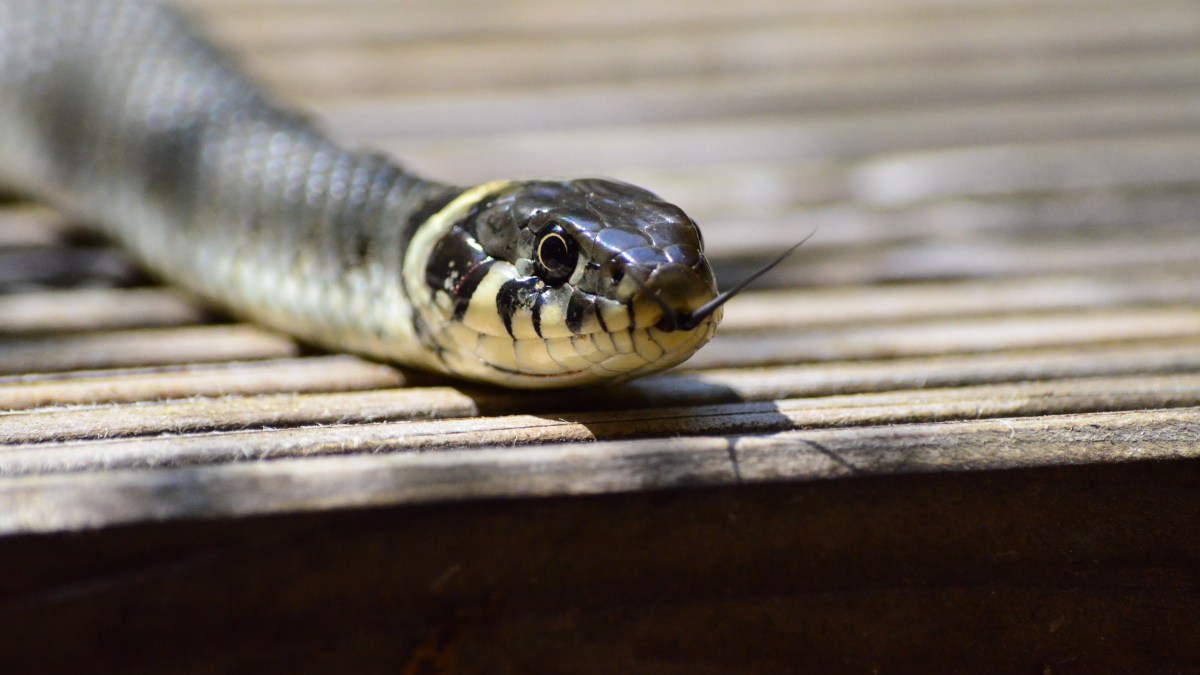 serpent serpent