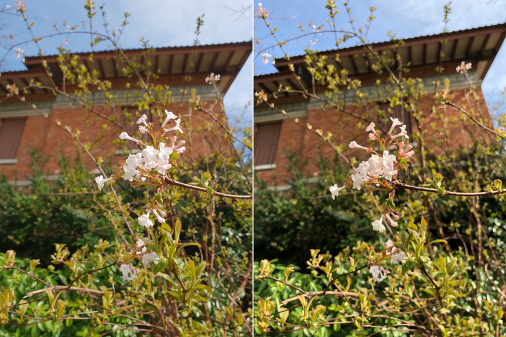 fleurs fleurs