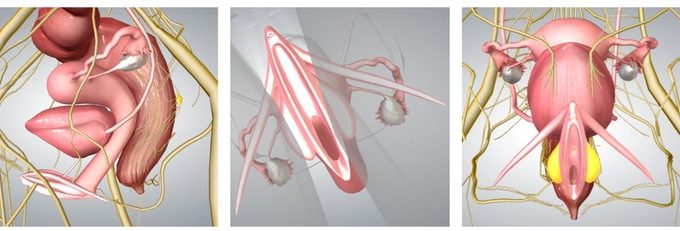 pussypedia-3d