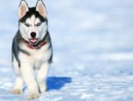 adorable-animal-breed-434090
