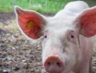 cochon animal