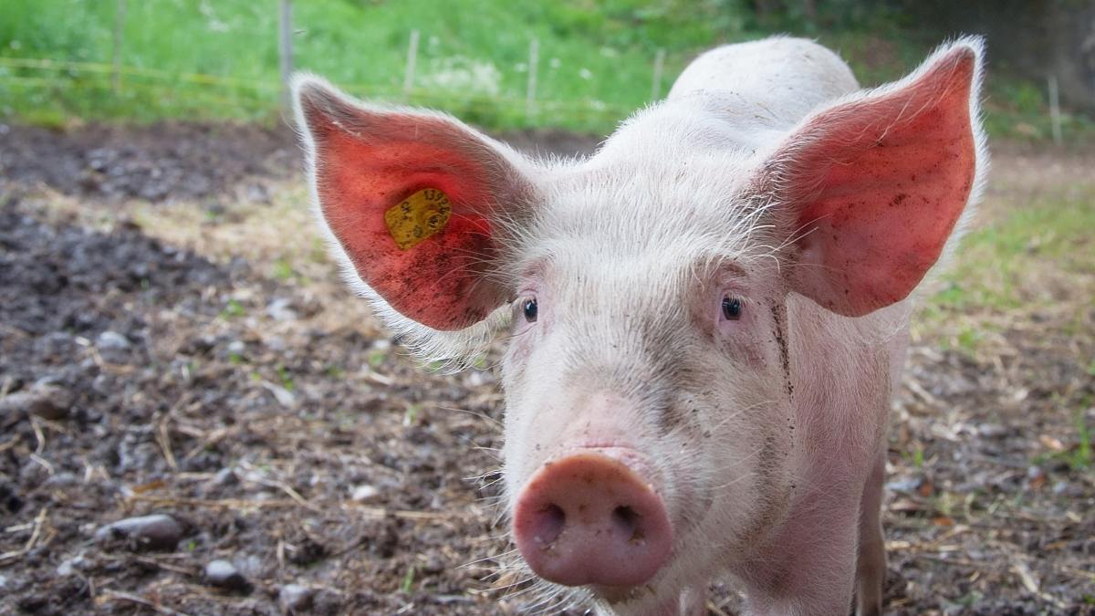 cochon animal cochon animal