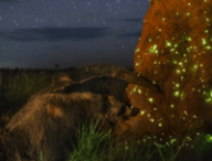 Wildlife Photographer of the Year retire un prix à un photographe qui avait utilisé un animal empaillé