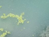 lac bacterie mars 2