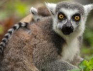 lemuriens animaux