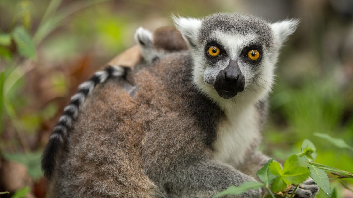 lemuriens animaux lemuriens animaux