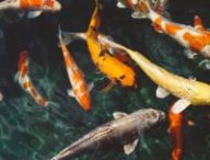 animals-fish-fishes-213399