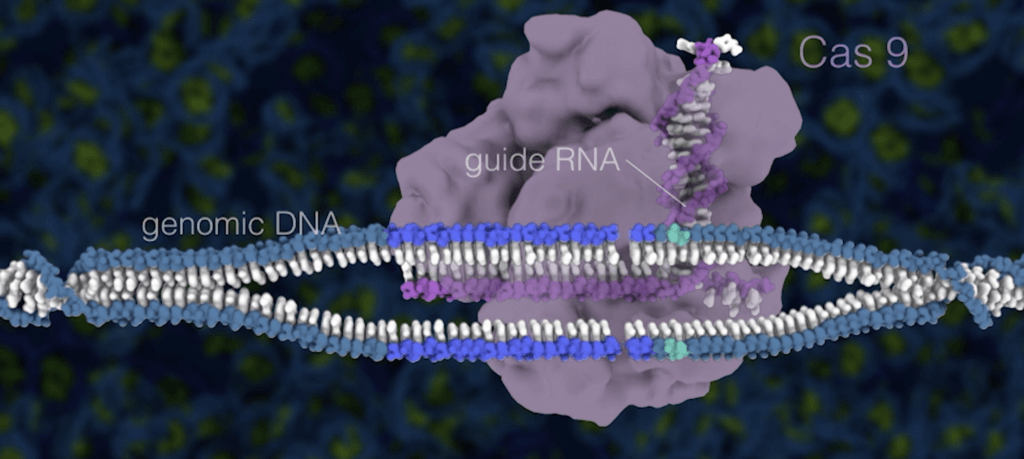 Fonctionnement de CRISPR-Cas9 // Capture d'écran Berkeley Fonctionnement de CRISPR-Cas9 // Capture d'écran Berkeley