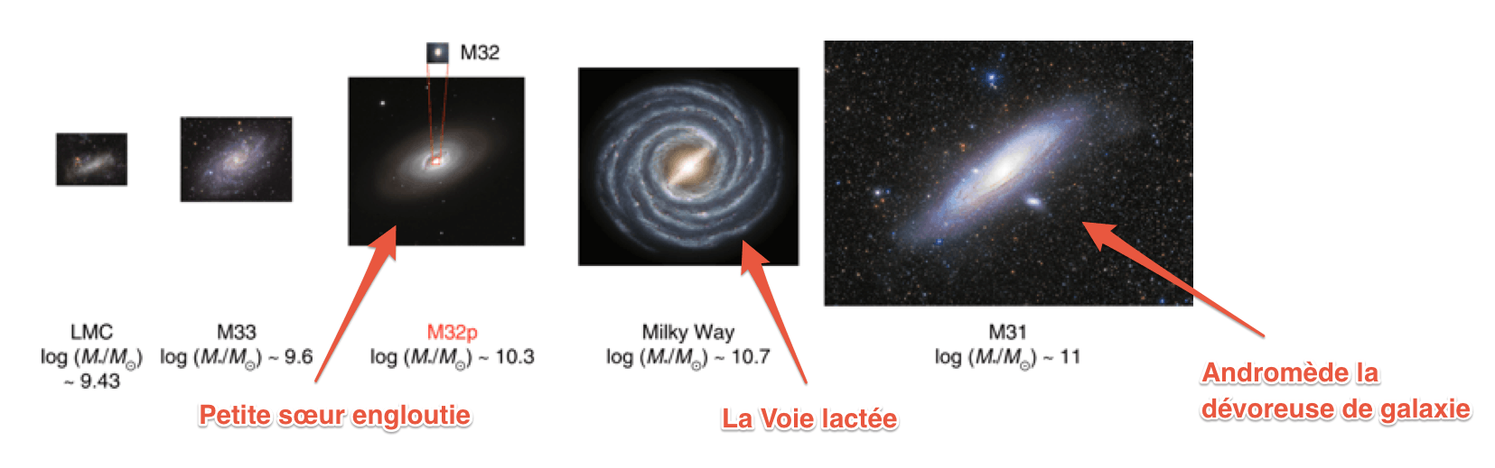 Avant d'être dévorée par sa voisine, M32p était le troisième plus grand membre du groupe de galaxies, derrière Andromède et la Voie lactée. // Source : Nature Astronomy Avant d'être dévorée par sa voisine, M32p était le troisième plus grand membre du groupe de galaxies, derrière Andromède et la Voie lactée. // Source : Nature Astronomy
