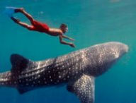 1_Jawi_WhaleShark-1920×960