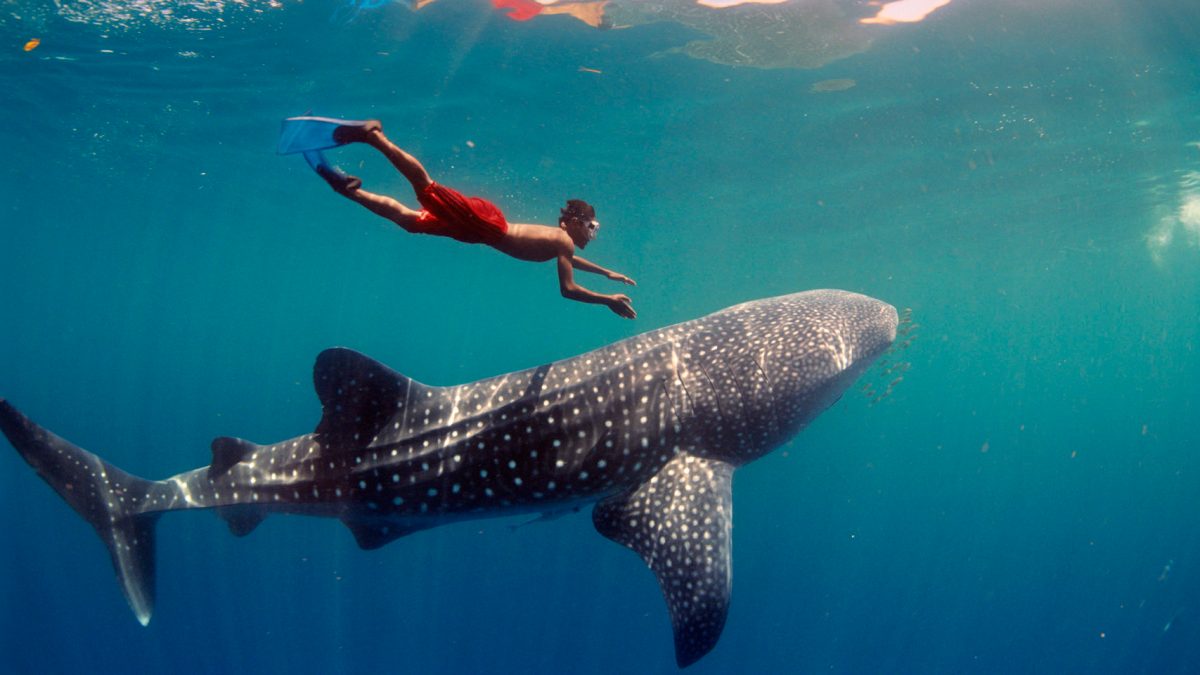 1_Jawi_WhaleShark-1920×960 1_Jawi_WhaleShark-1920×960