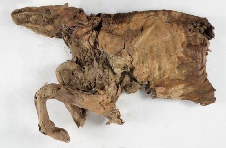 Le cadavre du bébé caribou. // Source : Guardian / Gouvernement du Yukon Le cadavre du bébé caribou. // Source : Guardian / Gouvernement du Yukon