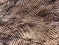 Le Dickinsonia est officiellement le plus vieil animal du monde. // Source : Wikimedia/CC/Verisimilus
