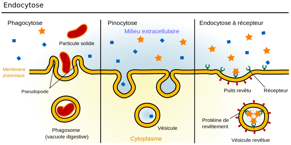 Le processus de l'endocytose. // Source : Wikimedia/Mariana Ruiz Villarreal Le processus de l'endocytose. // Source : Wikimedia/Mariana Ruiz Villarreal