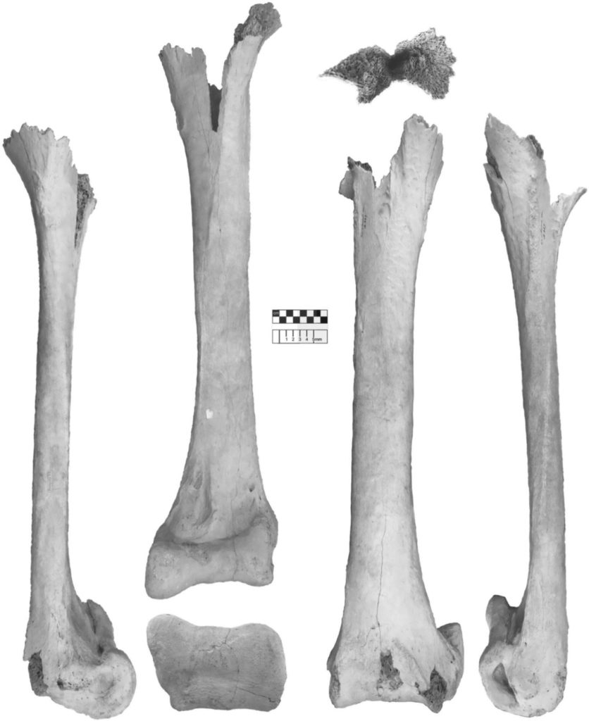 Les os qui ont permis d'identifier le Vorombe titan. // Source : James P. Hansford, Samuel T. Turvey Les os qui ont permis d'identifier le Vorombe titan. // Source : James P. Hansford, Samuel T. Turvey