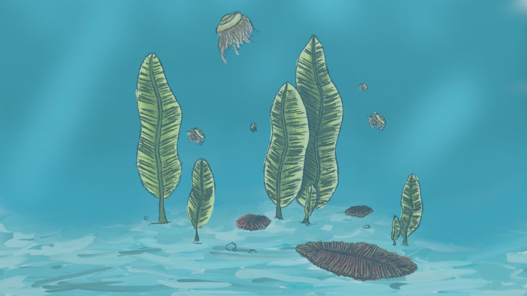 Une illustration de la faune d'Édiacara. // Source : Wikimedia/CC/Foolp