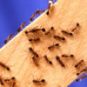 Des fourmis rouges. // Source : Wikimedia/Domaine public Des fourmis rouges. // Source : Wikimedia/Domaine public
