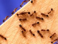 Des fourmis rouges. // Source : Wikimedia/Domaine public