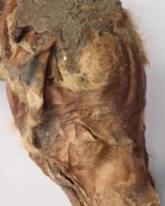Voici à quoi ressemble un louveteau de 50 000 ans. // Source : Guardian / Gouvernement du Yukon Voici à quoi ressemble un louveteau de 50 000 ans. // Source : Guardian / Gouvernement du Yukon