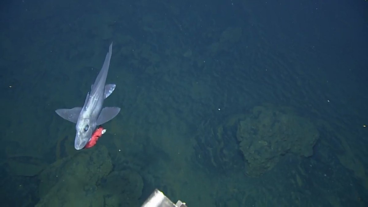 Un poisson argenté observé par le Nautilus // Source : Nautilus Live Un poisson argenté observé par le Nautilus // Source : Nautilus Live