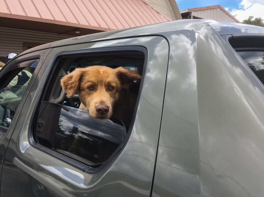 Chien dans une voiture // Source : flickr/dagnyg Chien dans une voiture // Source : flickr/dagnyg
