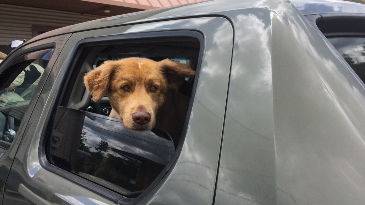 Chien dans une voiture // Source : flickr/dagnyg Chien dans une voiture // Source : flickr/dagnyg