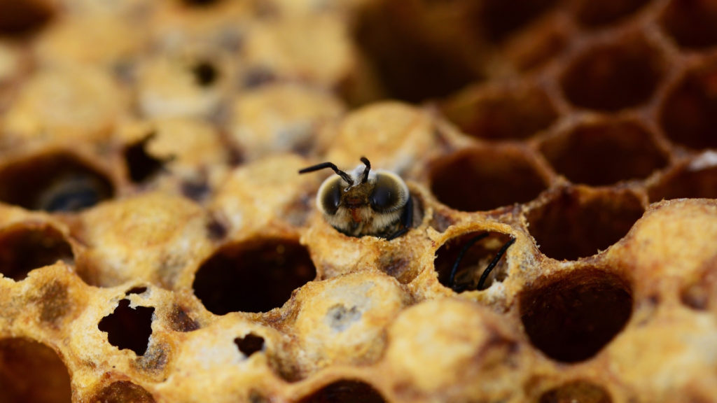 Pour inciter les abeilles les plus fainéantes à s'activer, les autres insectes émettent une vibration. // Source : Pxhere/CC0 Domaine public (photo recadrée) Pour inciter les abeilles les plus fainéantes à s'activer, les autres insectes émettent une vibration. // Source : Pxhere/CC0 Domaine public (photo recadrée)