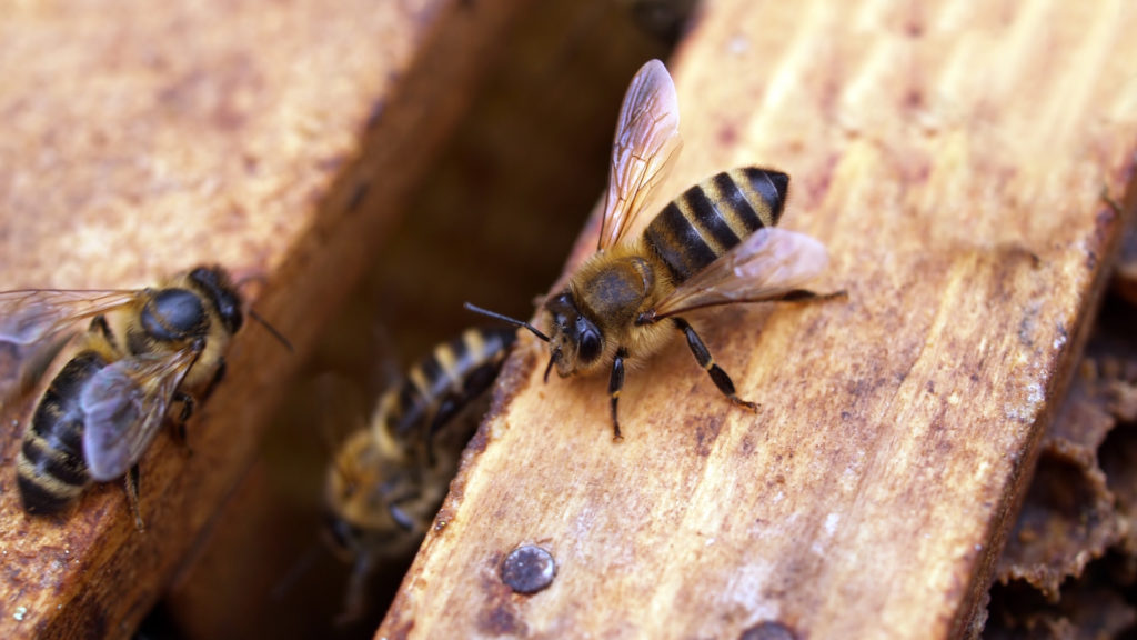Les abeilles qui se reposent recommencent à travailler quand d'autres émettent des vibrations. // Source : Pexels/CC/Johann Piber (photo recadrée) Les abeilles qui se reposent recommencent à travailler quand d'autres émettent des vibrations. // Source : Pexels/CC/Johann Piber (photo recadrée)