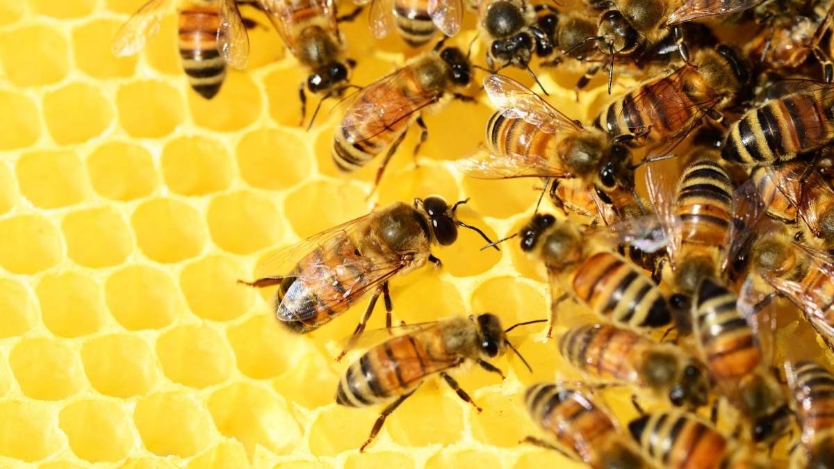 Les abeilles émettent une vibration qui motive les membres les plus paresseux du groupe. // Source : Pixabay/CC0 Domaine public (photo recadrée) Les abeilles émettent une vibration qui motive les membres les plus paresseux du groupe. // Source : Pixabay/CC0 Domaine public (photo recadrée)