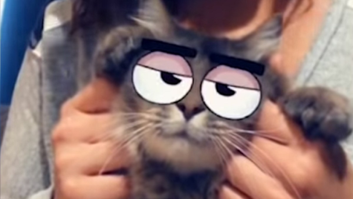 Votre chat va vous détester, mais c'est assez mignon. // Source : Capture d'écran / Snapchat / YouTube Votre chat va vous détester, mais c'est assez mignon. // Source : Capture d'écran / Snapchat / YouTube
