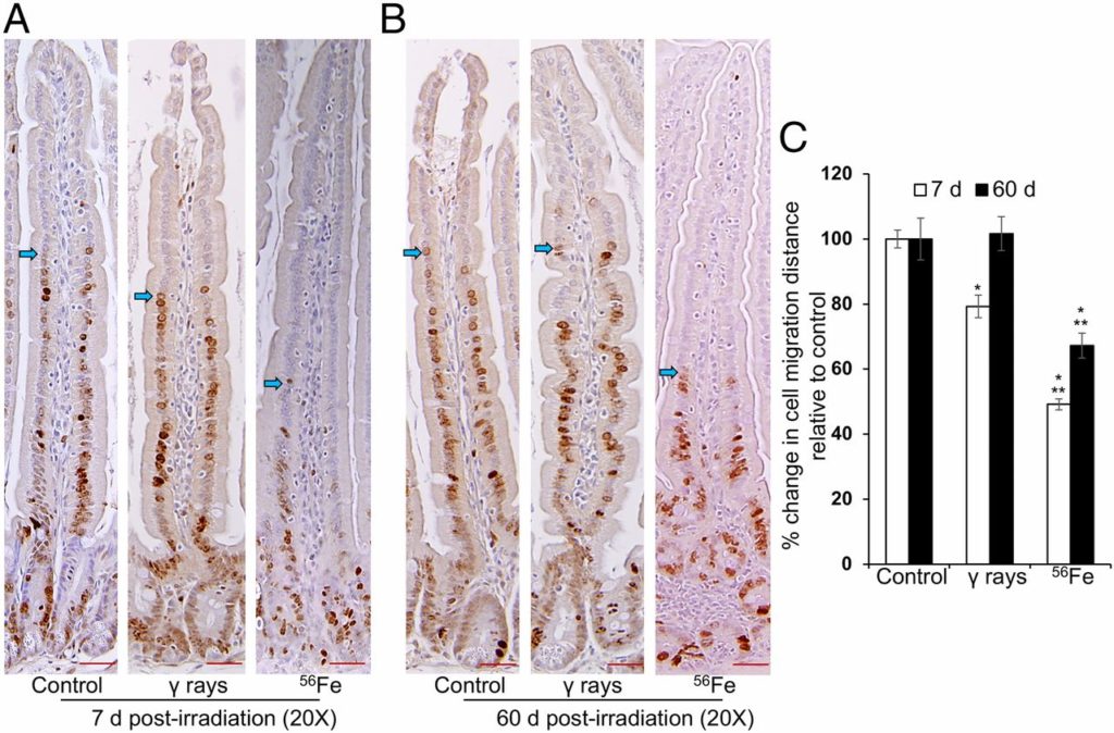 Les intestins de souris ont été abimés par ces ions... cela serait sans doute le cas des nôtres si nous allions longtemps dans l'espace. // Source : PNAS Les intestins de souris ont été abimés par ces ions... cela serait sans doute le cas des nôtres si nous allions longtemps dans l'espace. // Source : PNAS