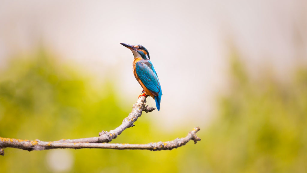 La « grande accélération » explique cette disparition du vivant. // Source : Pixabay/CC0 photo recadrée La « grande accélération » explique cette disparition du vivant. // Source : Pixabay/CC0 photo recadrée