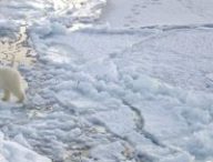 Des ours polaires en Arctique // Source : US Navy Photo by  Chief Yeoman Alphonso Braggs / Wikimedia