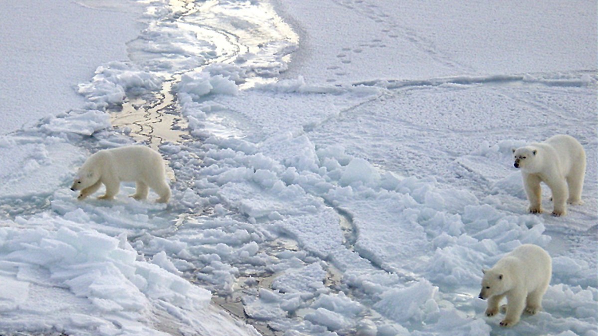 Des ours polaires en Arctique // Source : US Navy Photo by Chief Yeoman Alphonso Braggs / Wikimedia Des ours polaires en Arctique // Source : US Navy Photo by Chief Yeoman Alphonso Braggs / Wikimedia