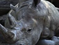 Les rhinocéros et les tigres sont des espèces en danger. // Source : Pixnio