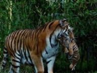 Le commerce d'os de tigres était interdit depuis 1993. // Source : Elli60 / Pixabay