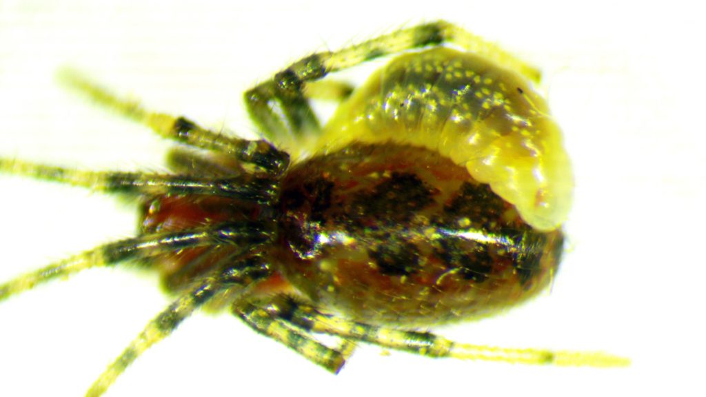 L'araignée parasitée par une larve. // Source : University of British Columbia (photo recadrée) L'araignée parasitée par une larve. // Source : University of British Columbia (photo recadrée)