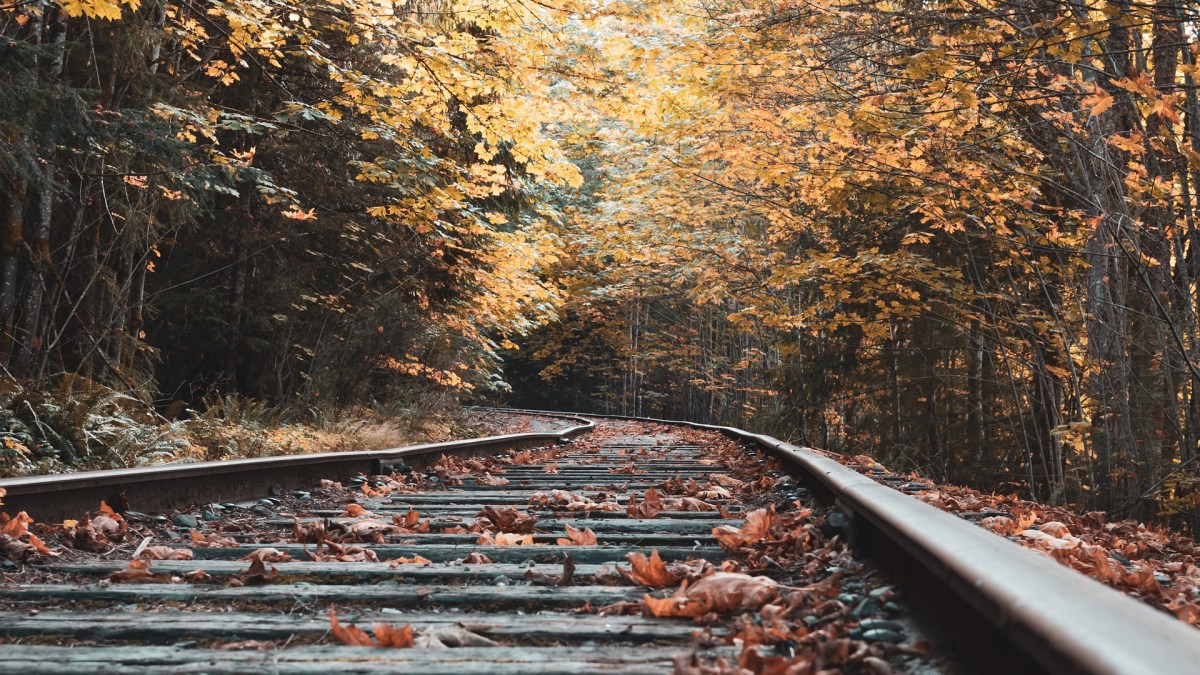 Les feuilles qui tombent en automne peuvent perturber les transports en commun. // Source : Pixabay/CC0 photo recadrée Les feuilles qui tombent en automne peuvent perturber les transports en commun. // Source : Pixabay/CC0 photo recadrée