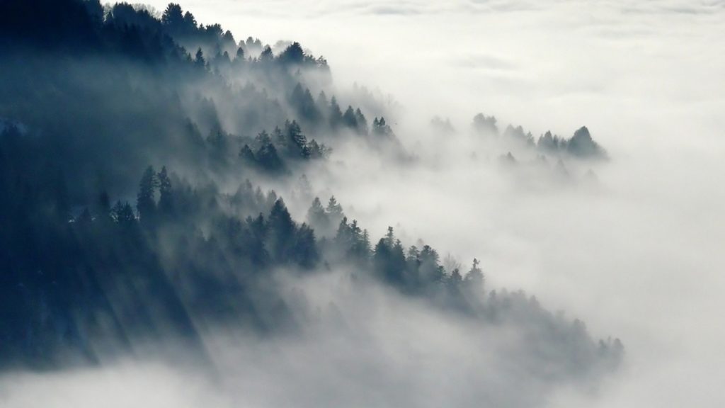 À défaut d'avoir des photos de 536, voici une forêt dans du brouillard. // Source : Cafepampas / Pixabay À défaut d'avoir des photos de 536, voici une forêt dans du brouillard. // Source : Cafepampas / Pixabay
