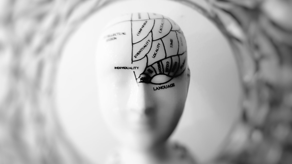 L'hypothèse du cerveau culturel. // Source : Pexels/CC/meo (photo recadrée) L'hypothèse du cerveau culturel. // Source : Pexels/CC/meo (photo recadrée)
