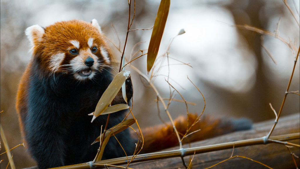 Firefox Firefox