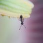Les fourmis ont une stratégie pour éviter les épidémies. // Source : Pixabay/CC0 (photo recadrée)