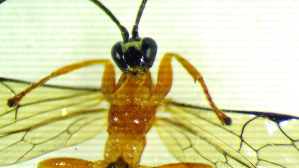La nouvelle espèce de guêpe découverte. // Source : University of British Columbia (photo recadrée) La nouvelle espèce de guêpe découverte. // Source : University of British Columbia (photo recadrée)